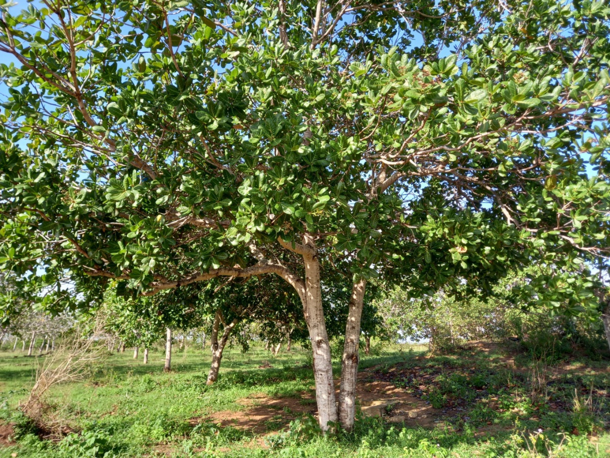 Anacardium Occidentale